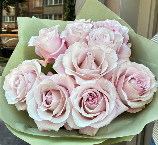 Rosa rosor