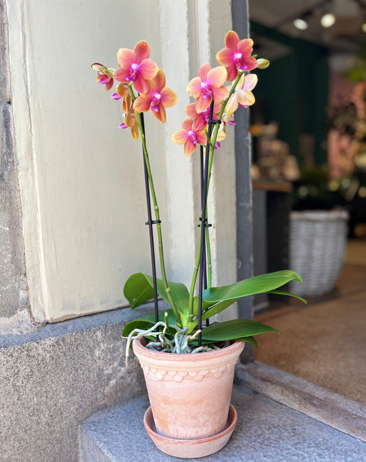 Orchid Pack - Phalaenopsis Varese + Bergs Potter pot (14 cm, Old Pink)