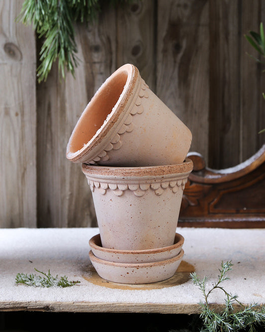 Orchid Pack - Phalaenopsis Varese + Bergs Potter pot (14 cm, Old Pink)