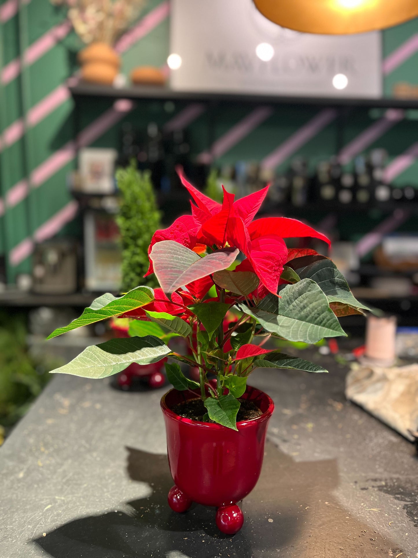 Black Week - Julstjärnor