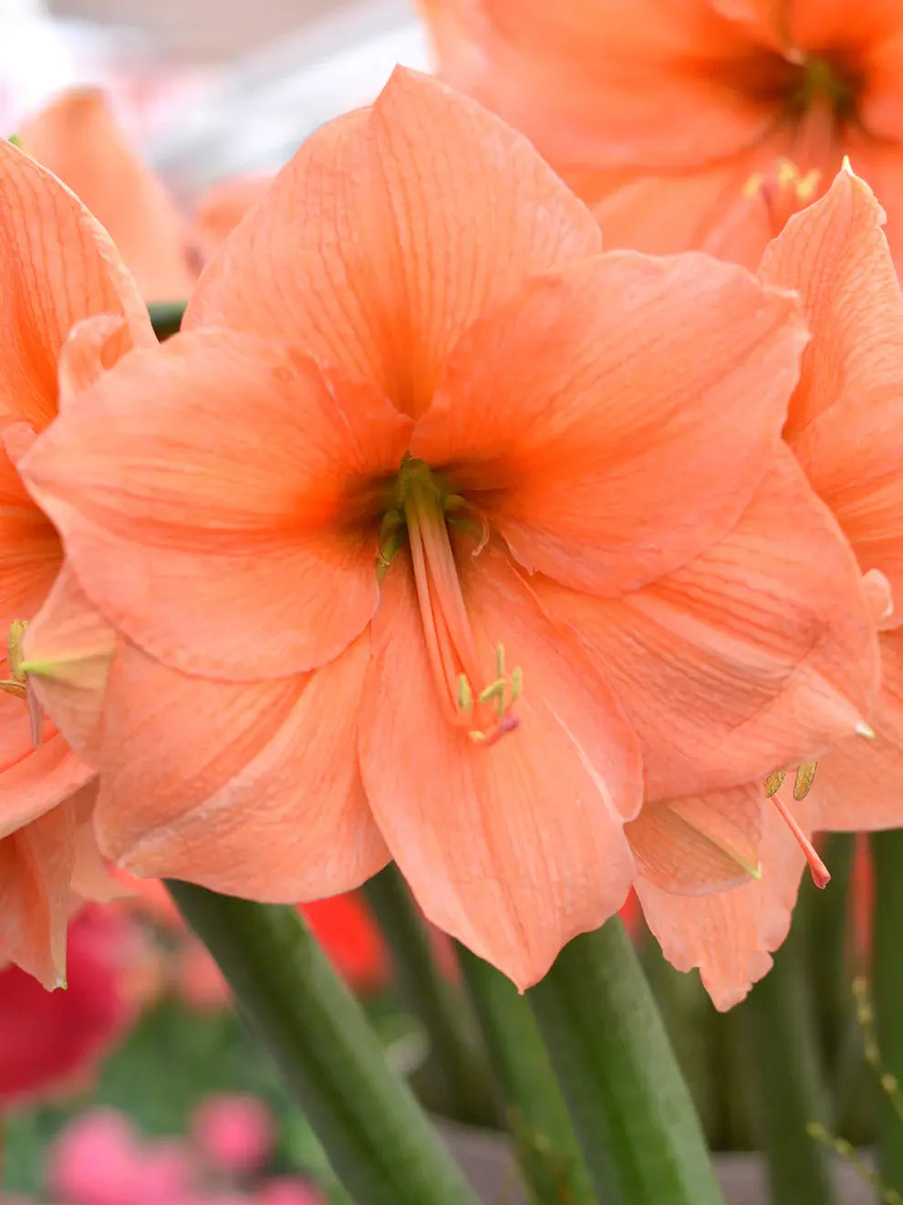 Amaryllis – vinterdramatik när den är som bäst