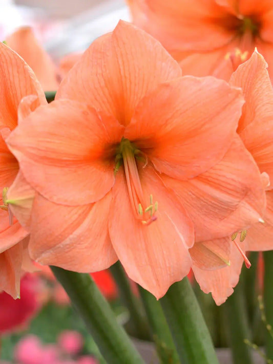 Amaryllis – vinterdramatik när den är som bäst