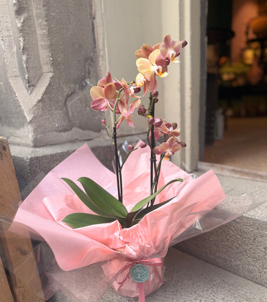 Orchid Pack - Phalaenopsis Monaco + Bergs Potter pot (14 cm, Old Pink)