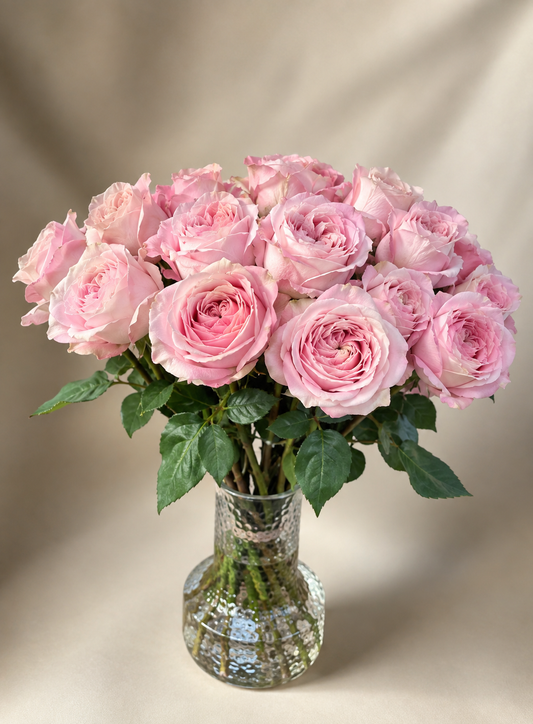 Rosa rosor